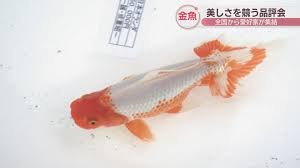 Purenudism 日本|Fichier:Sanjakubo-Hasedera-Japan.jpg — Wikipédia