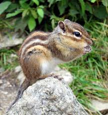 siberian-mouse-naked-7|A new genus of oryzomyine rodents (Cricetidae, Sigmodontinae) with three  new species from montane cloud forests, western Andean cordillera of  Colombia and Ecuador [PeerJ]
