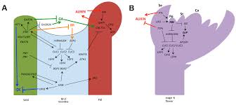 Han Chae-ah fakenude|Alleviating the unwanted effects of oxidative stress on Aβ clearance: a  review of related concepts and strategies for the development of  computational modelling | Translational Neurodegeneration | Full Text