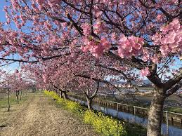 川津桜|桃色のトンネルをくぐる！河津桜まつりの絶景と見どころをご紹介 | たびらい観光情報