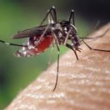 Virus Zika