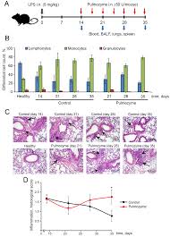 siberian-mouse-naked-7|Uncovering molecular mechanisms of regulated cell death in the naked mole  rat | Aging