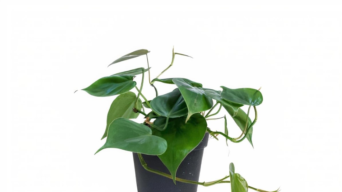 The Botanical Bar by null