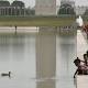 Lincoln Memorial Reflecting Pool to be drained after 80 ducks die 