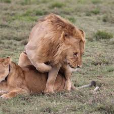 animalsex src|Kasumi Horse Show by DoctorProxy - Hentai Foundry