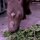 Cincinnati Zoo rhino arrives safely in Sumatra 