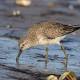 Climate Change and the Case of the Shrinking Red Knots 