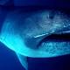 Rare Megamouth Shark Caught Off Japan Coast 