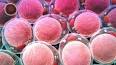 Hücre Biyolojisi: Hücrelerin Temel Birimleri ile ilgili video