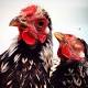 Poultry fans flock to Hobart sale as backyard egg production grows in popularity 