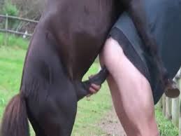 A sophisticated man has sex with a female horse from behind in a zoo jpg x Guy fucks horse pussy