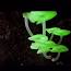 El curioso mundo de los hongos luminiscentes ile ilgili video