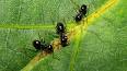El Sorprendente Mundo de la Mirmecología: Explorando la Fascinante Sociedad de las Hormigas ile ilgili video