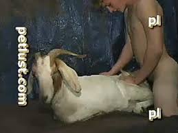 Amazing goat fucking gay porn in zoophilia xxx php x Man fucking goat