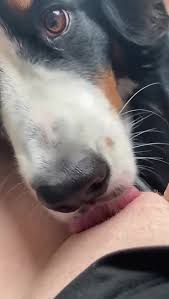 Dog licking pussy jpg x Dog licking pussy