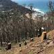trees being removed 'unnecessarily' after Great Ocean Road fires, residents say 