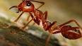 Les secrets fascinants des fourmis ile ilgili video