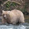 Fat Bear Week Attack