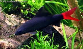 Epalzeorhynchos_bicolor_3.jpg&t=1