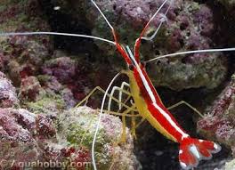 http://t1.gstatic.com/images?q=tbn:bTUN-CW6ShcOYM:http://www.aquahobby.com/marine/img/Lysmata_amboinensis_2.jpg&t=1