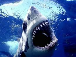 shark,كوسه