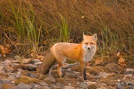 http://t1.gstatic.com/images?q=tbn:jR0B0MiXmi7fdM:http://www.livingwilderness.com/wildlife/red-fox-glacier.jpg&t=1