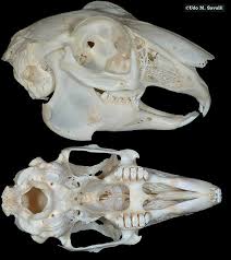 RabbitSkullL.jpg&t=1