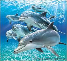 sunlit-dolphins.jpg&t=1