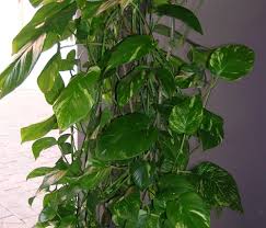 http://t1.gstatic.com/images?q=tbn:x1CdJ6GjMJHKRM:http://www-staff.it.uts.edu.au/~don/larvae/plants/arac/philodendron-oxycardium.jpg