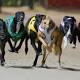 Greyhound racing ban taskforce interim report suggests 19000 dogs may need rehoming 