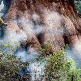 Brand in Yosemite National Park bedreigt beroemde mammoetbomen met evacuaties tijdens de brand in Washburn