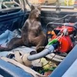 Disoriented bear cub high on hallucinogenic 'mad honey' rescued and taken to vet
