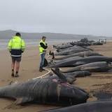Whales stranded for second time in Tassie
