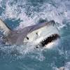 Shark attack Egypt