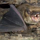 Rabid Bats Found In Will, Grundy