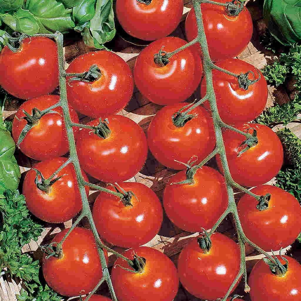 Organic Tomato Seeds, Sweetie from McKenzie Seeds Canada
