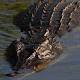 Qld croc contained 'human remains': police 