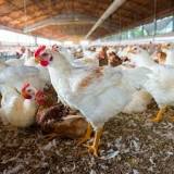 Avian flu identified in backyard flocks in Pierce, Sauk counties