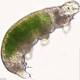 Tardigrade defrosted after being frozen for 30 years AND it laid eggs 