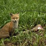 Three wild foxes test positive for bird flu; DATCP says animals likely ate infected birds