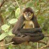 Spider monkey sacrificed 1700 years ago in Mexico earliest sign of primate captivity and Mayan gift diplomacy