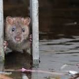 City rats are unlikely to cause the next pandemic