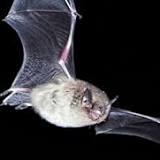 Rabid bat reported in Ridgely