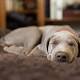 Dogs dream about their owners, expert claims 