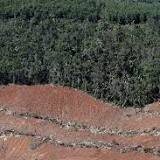Deforestation surges in Brazil Atlantic Forest: report