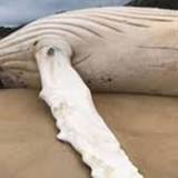 Witte bultrug aangespoeld in Australië: gaat het om de wereldberoemde Migaloo?