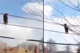 Raccoon Tightrope Walks Across Utility Wires In.