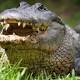 Alligator drags toddler into water in Orlando, Florida 