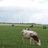 Wakker Dier: 71 procent van de Friese koeien geen schaduw