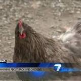 Bird flu continues to spread through United States; Dayton city manager shares precaution